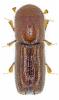 Xyleborus monographus